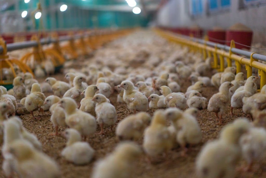 Hatchery